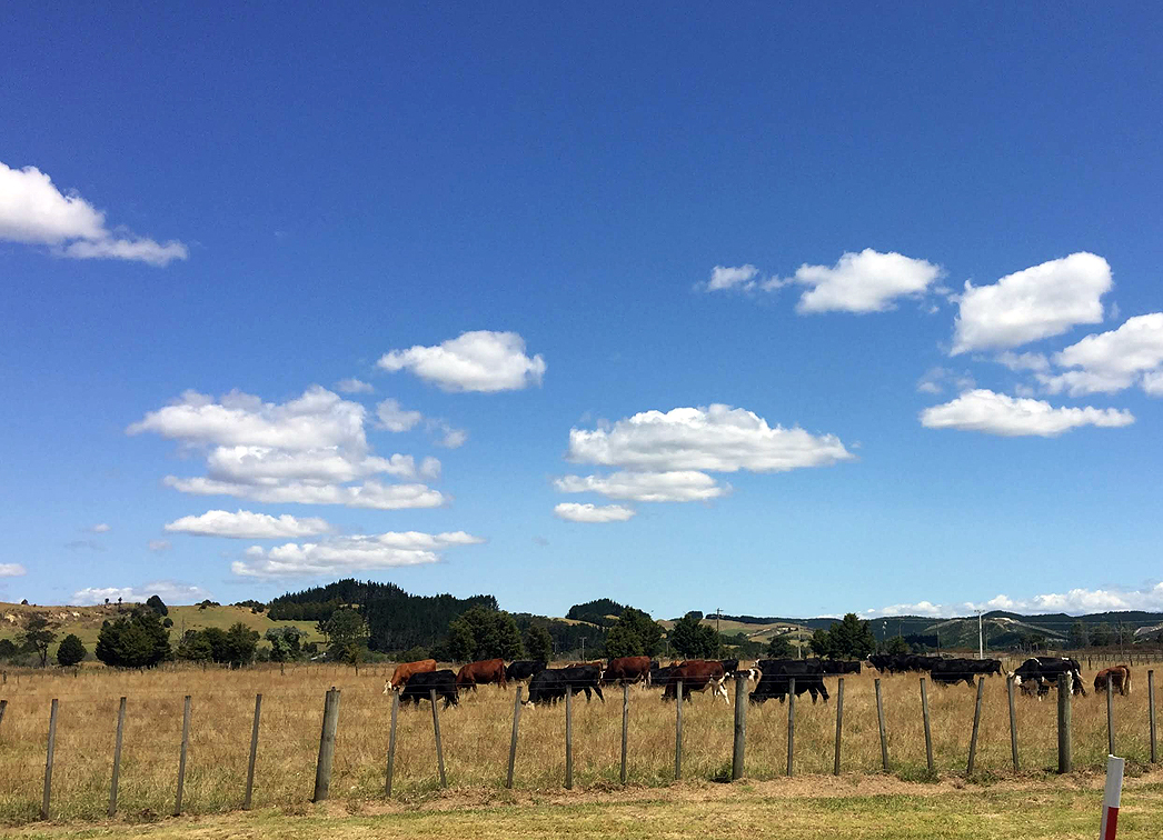 Cows and Clouds NZ